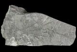 Carboniferous Fossil Fern (Sphenopteris) Plate - Poland #111648-1